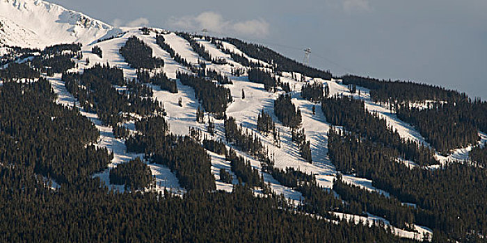 航拍,树,积雪,山,惠斯勒,不列颠哥伦比亚省,加拿大