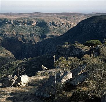 白兀鹫,埃及秃鹫,石台,顶端,峡谷,区域,山峦,人口,埃及兀鹫,索科特拉岛,相似,尺寸,世界,鸟