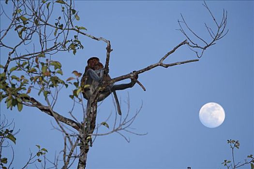 喙,猴子,檀中埠廷国立公园,中加里曼丹省,婆罗洲,印度尼西亚