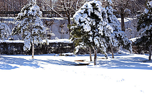 雪景树挂
