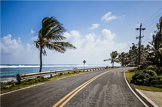 大,棕榈树,侧面,道路