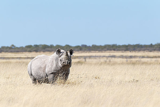 黑犀牛,站立,干草,埃托沙国家公园,纳米比亚,非洲