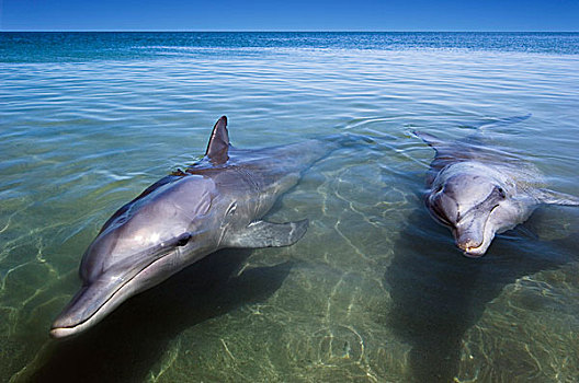 两个,海豚,游动,水中,鲨鱼湾,西澳大利亚,澳大利亚