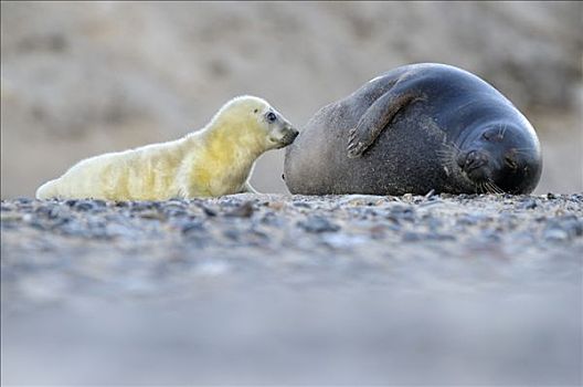 灰海豹,诞生,幼仔,吸吮,牛奶,赫尔戈兰岛,石荷州,德国,欧洲