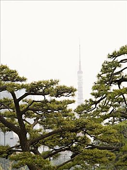 树,东京塔