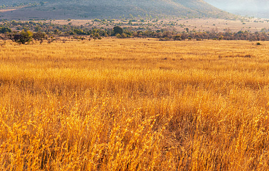 清晨的非洲大草原