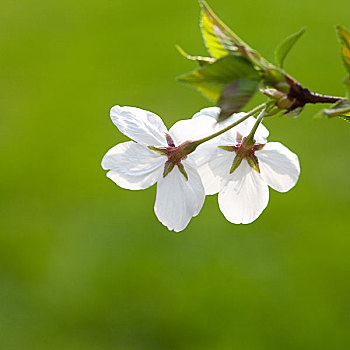 樱花,花