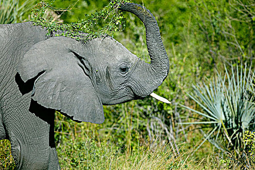 非洲象,奥卡万戈三角洲,博茨瓦纳,非洲