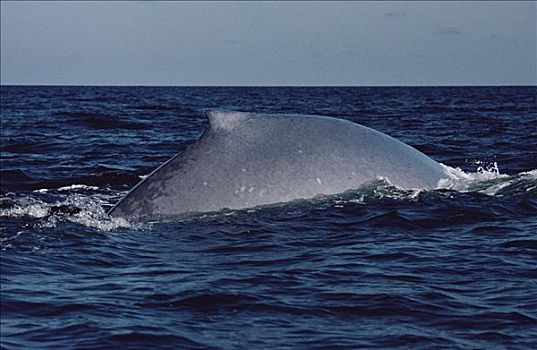 蓝鲸,背鳍,科特兹海,墨西哥
