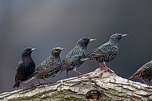 常见八哥,紫翅椋鸟,群,枝头,荷兰