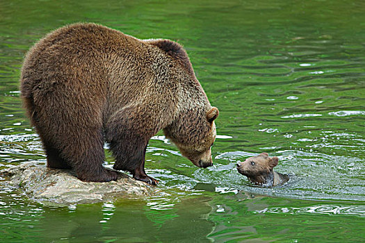 棕熊,幼兽,巴伐利亚森林国家公园,巴伐利亚,德国