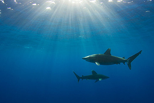 两个,海洋,鲨鱼,长鳍真鲨,巴哈马浅滩,巴哈马,中美洲