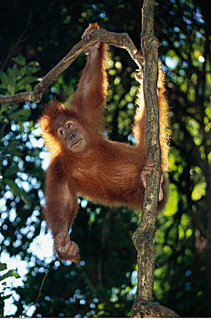 猩猩,古农列尤择国家公园,北方,苏门答腊岛,印度尼西亚