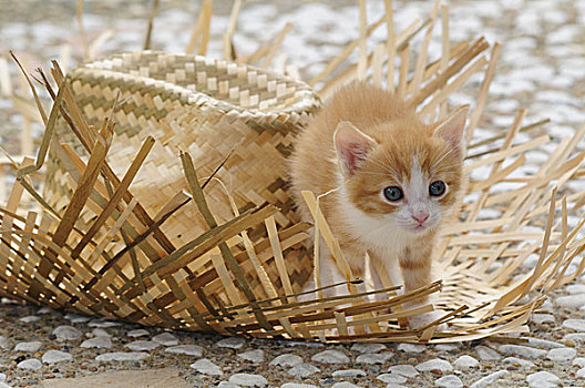 小猫,草帽,平台