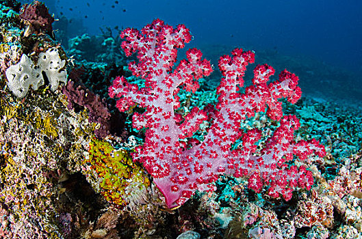 软珊瑚,彩虹,礁石,斐济