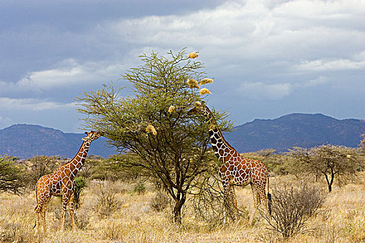 肯尼亚,两个,长颈鹿,咀嚼,树上,叶子