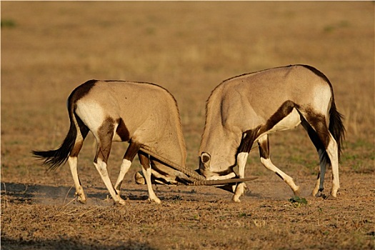 争斗,南非大羚羊