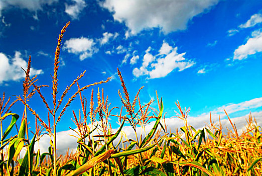 农田,玉米,蓝天