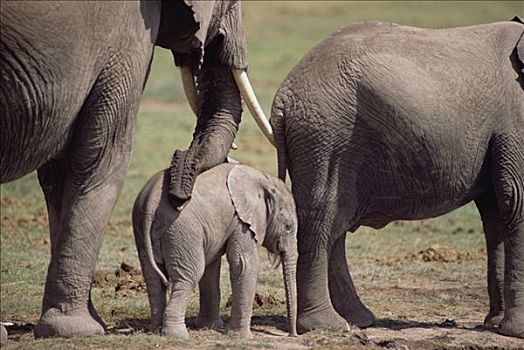 非洲象,幼兽,牧群,成年,安伯塞利国家公园,肯尼亚
