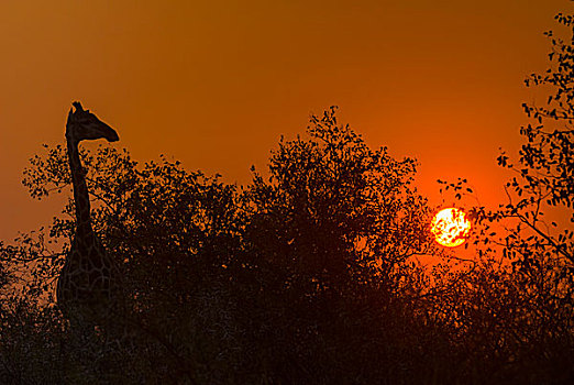长颈鹿,剪影,日出,逆光,克鲁格国家公园,南非,非洲