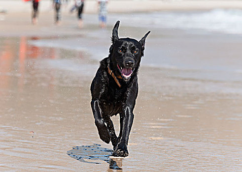 黑色,狗,湿,沙子,海滩,安达卢西亚,西班牙