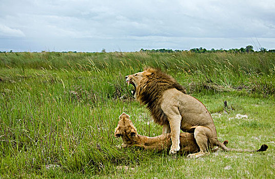 非洲狮,狮子,一对,交配,莫雷米禁猎区,奥卡万戈三角洲,博茨瓦纳