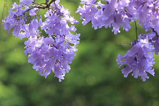 春天盛开的蓝花楹