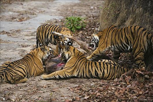 孟加拉虎,虎,家族,老,进食,雄性,水鹿,杀死,干燥,季节,班德哈维夫国家公园,印度