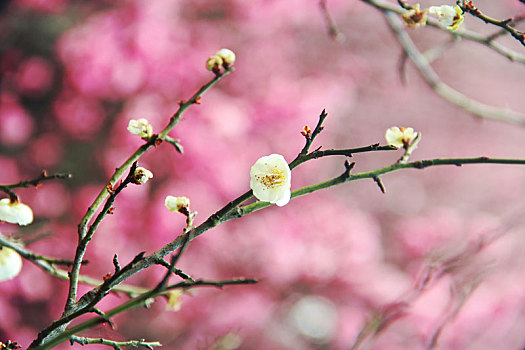 踏春,植物园,赏花