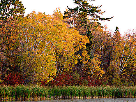 树,芦苇,湖,木头,安大略省,加拿大