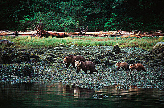 母兽,棕熊,幼兽,住宿,不列颠哥伦比亚省,加拿大
