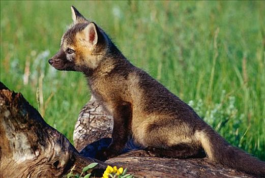 幼兽,红狐,艾伯塔省,加拿大