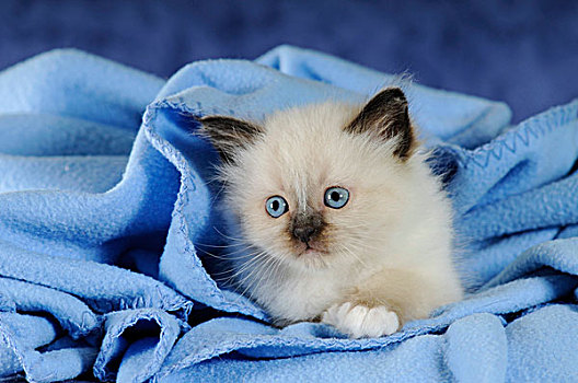 缅甸猫,小猫,蓝色,毯子