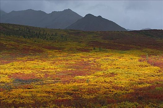 氛围,亮光,聚光灯,秋天,彩色,苔原,暗色,积雨云,德纳里峰,国家公园,阿拉斯加,美国