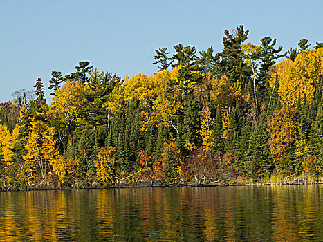 树,树林,湖岸,湖,木头,安大略省,加拿大