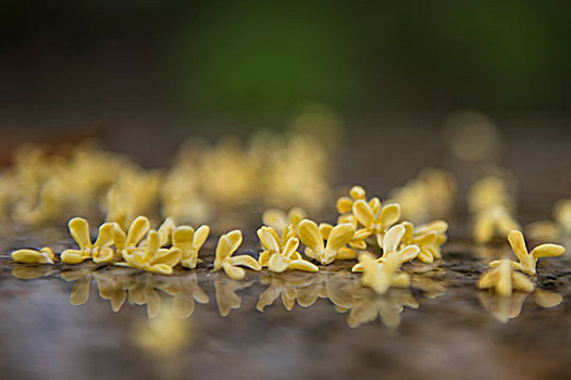 秋雨难掩桂花香