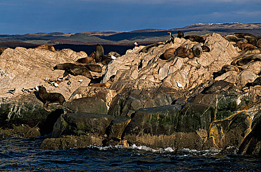 海狮,日光浴,岩石上,火地岛,阿根廷