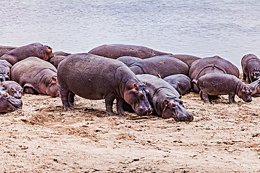 坦桑尼亚塞伦盖蒂湿地河马生态环境
