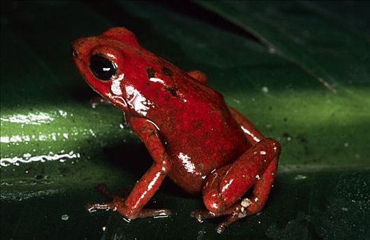 草莓箭毒蛙,低地,树林,栖息地,中美洲