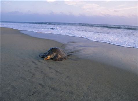 橄榄龟,太平洋丽龟,成年,海滩,太平洋,海洋,日落,瓦哈卡,墨西哥