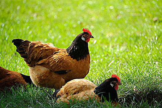 鸡,鸡内金,母鸡,在草甸,巴伐利亚,德国