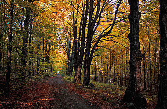 秋天,树林