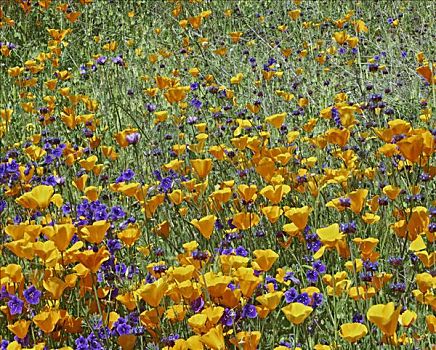 花菱草,花,羚羊谷,加利福尼亚