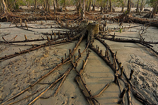 三个,木豆,红点鲑,遮盖,红树林,树林,窒息,空气,根部,沙子,孟加拉,一月,2008年