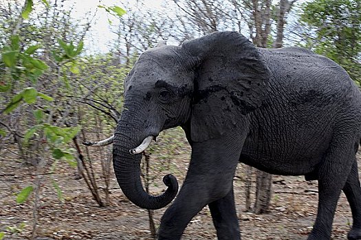大象,动态,乔贝国家公园,博茨瓦纳,非洲