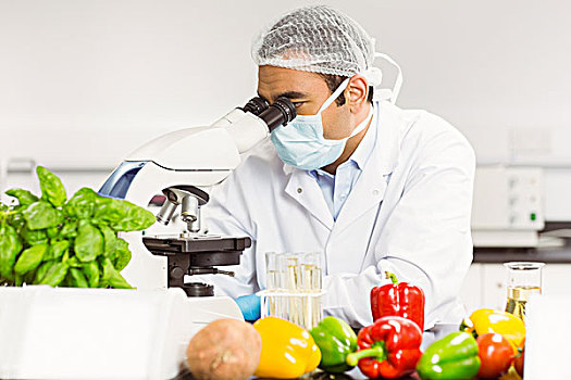 食物,科学家,显微镜