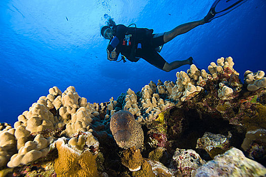 潜水者,20多岁,海鳝,莫洛基尼岛,南,毛伊岛
