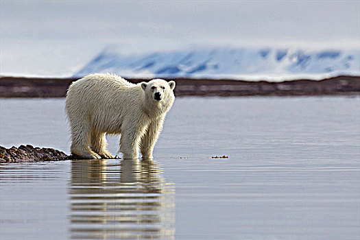 北极熊,站立,海岸,斯匹次卑尔根岛,挪威