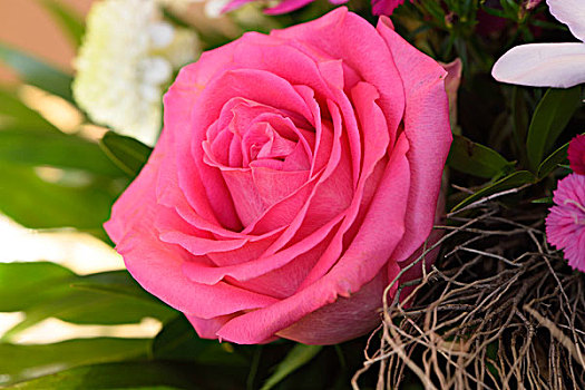 特写,粉红玫瑰,花束