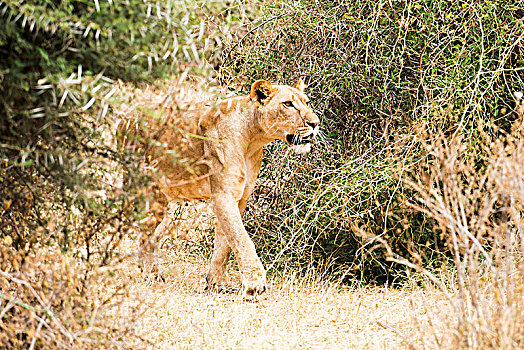 雌狮,狮子,尾随,捕食,萨布鲁国家公园,肯尼亚